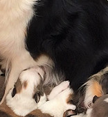 Working Lunch! (Bertie is next to Darcy's near foreleg)