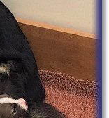 Working Lunch! (Bertie is next to Darcy's near foreleg)