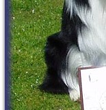 With half brother Rex and their trophies from Southern BC Club Champ Show 2014