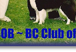 Fizz Best In Show & Bitch CC, BC Club of Wales '09