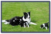 Pups on Day 23 - Enjoying the garden