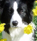 Fizz among the Daffodils