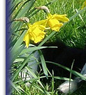 Fizz among the Daffodils