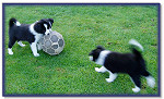 Early Football Training! (Fizz Far Left)