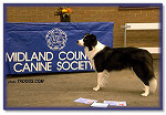 Midland Counties Championship Show 2007 ~ Res CC