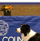 Midland Counties Championship Show  2007 ~ Res CC