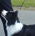 National Working & Pastoral Breeds Championship Show 2009 - RCC