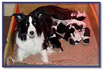 Fizzs Naughty Nine at 7 Days Old