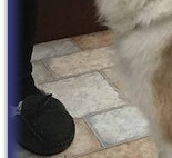 Standing at 10 Wks old