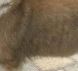 Standing at 10 Wks old