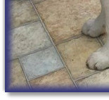 Standing at 10 Wks old