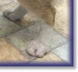 Standing at 10 Wks old