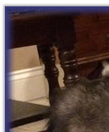 Standing at 7 Wks old