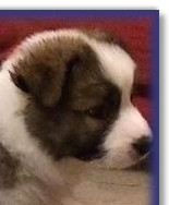 Standing at 7 Wks old