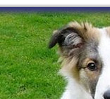 Bronze KC Good Citizen Award at 4 Mths old