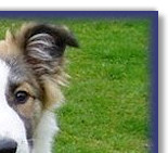 Bronze KC Good Citizen Award at 4 Mths old