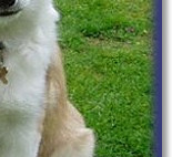 Bronze KC Good Citizen Award at 4 Mths old