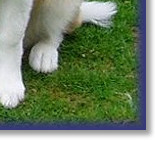 Bronze KC Good Citizen Award at 4 Mths old