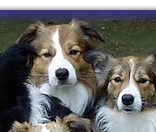 Practicing Sit Stays with the family