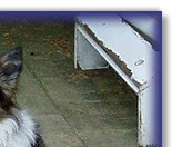 Practicing Sit Stays with the family