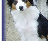 Practicing Sit Stays with the family