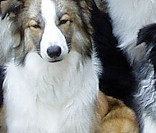 Practicing Sit Stays with the family