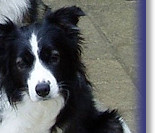 Practicing Sit Stays with the family