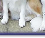 Practicing Sit Stays with the family