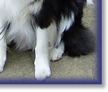 Practicing Sit Stays with the family