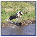 Io leaping into Black Pond