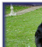 Jazz's Collection of Trophies