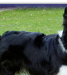 Jazz's Collection of Trophies