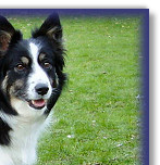 Jazz's Collection of Trophies