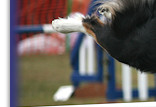 Amy whizzing round the Agility course