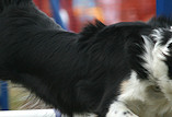 Amy whizzing round the Agility course