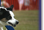 Amy whizzing round the Agility course