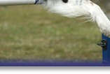 Amy whizzing round the Agility course