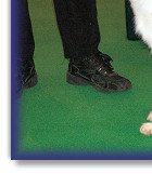 Foxbarton Royal Clansman in the ring at Crufts