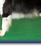 Foxbarton Royal Clansman in the ring at Crufts