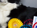 Brie Showing Off Her Ribbons