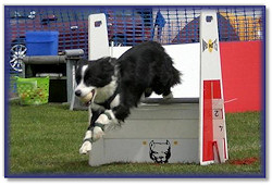 Brie competing at Flyball