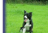 Caroline with her Foxbartons - Mist, Belle, Fern & Gracie (L-R)