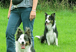 Caroline with her Foxbartons - Mist, Belle, Fern & Gracie (L-R)