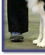 Rex - 1st in Junior Dog & Graduate Dog at Birmingham National Dog Show 2013