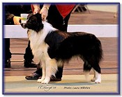 Rex at 20 Mths - LKA Championship Show 2013