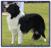 Rex at 15mths - 1st in Yearling Dog at Bournemouth Championship Show 2013