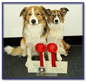 Teazle, 1st in the Beginners Obedience Test, with her big brother Dandy, 1st in the Advanced Obedience Test