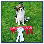 North West BC Club Res Best Puppy In Show