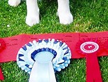 North West BC Club Res Best Puppy In Show