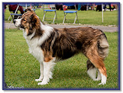 Teazle at 7 months